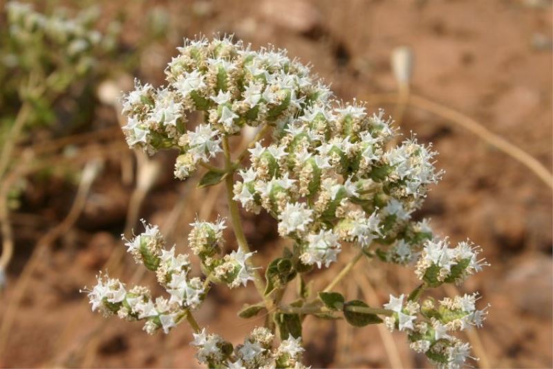 Kekikten ekonomiye milyar liralık katkı!