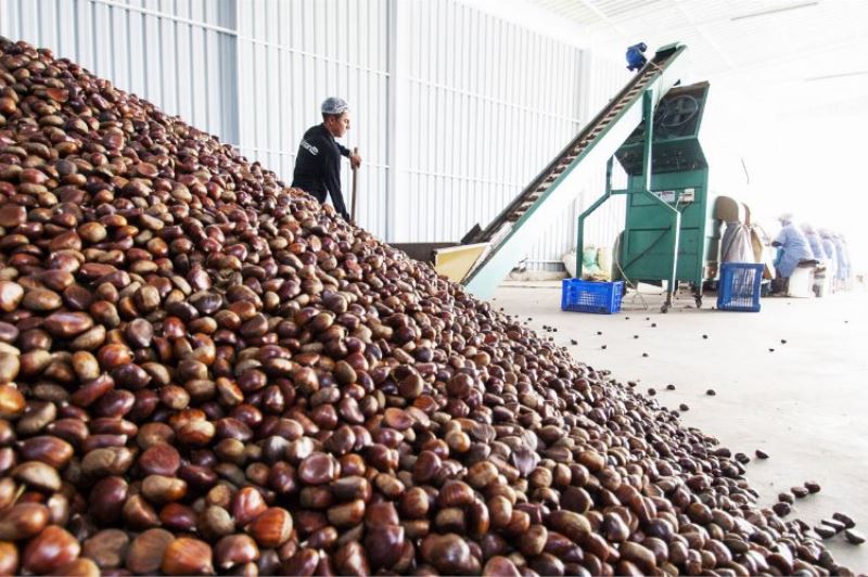 İtalyanlar Türk kestanesini sevdi